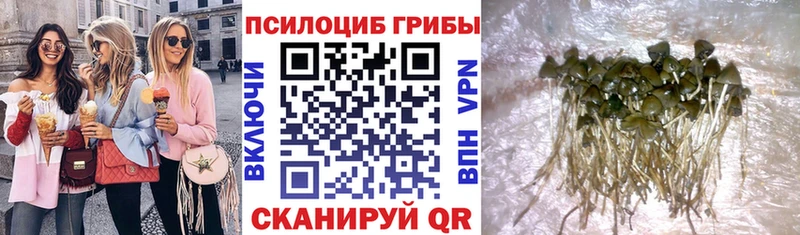 Псилоцибиновые грибы Magic Shrooms  купить  цена  МЕГА ссылка  Шимановск 